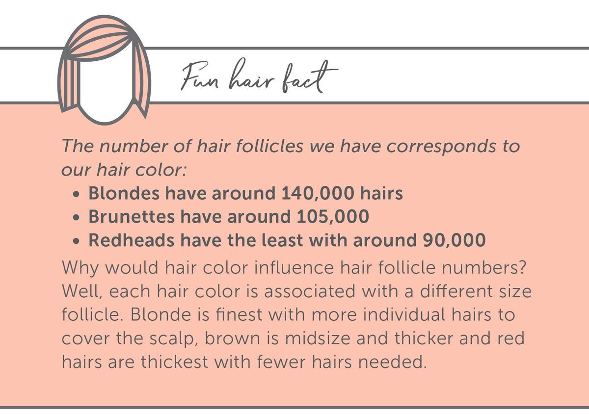 Fun Hair Fact The number of hair follicles we have corresponds to our hair color: - Blondes have around 140,000 hairs - Brunettes have around 105,000 - Redheads have the least with around 90,000 Why would hair color influence hair follicle numbers? Well, each hair color is associated with a different size follicle. Blonde is finest with more individual hairs to cover the scalp, brown is midsize and thicker and red hairs are thickest with fewer hairs needed.