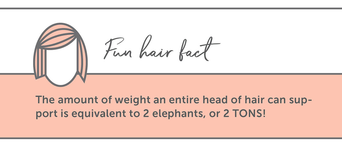 The amount of weight an entire head of hair can support is equivalent to 2 elephants, or 2 TONS!